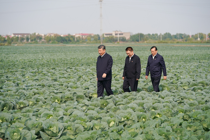 2024年11月5日，習(xí)近平總書記在湖北嘉魚潘家灣鎮(zhèn)十里蔬菜長(zhǎng)廊考察。