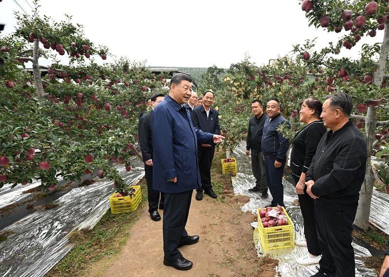 △2024年9月11日，習(xí)近平總書記在甘肅天水市麥積區(qū)南山花牛蘋果基地考察時(shí)，走進(jìn)果林了解相關(guān)種植、技術(shù)和管理情況。
