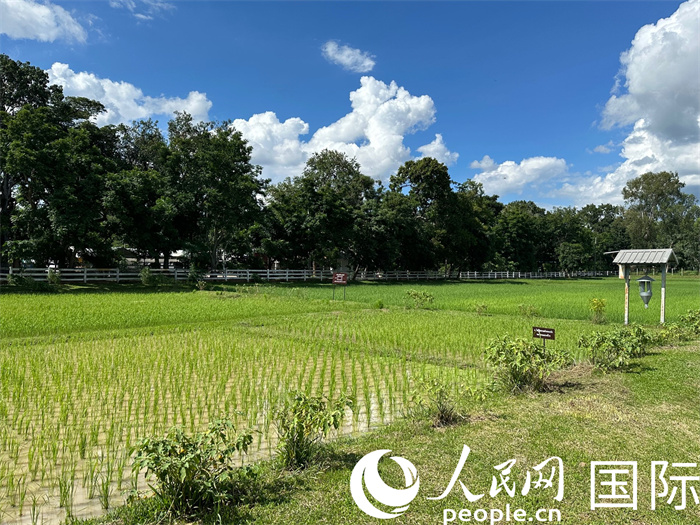 泰國(guó)沙功那空省水稻種植示范基地。人民網(wǎng)記者 簡(jiǎn)承淵攝