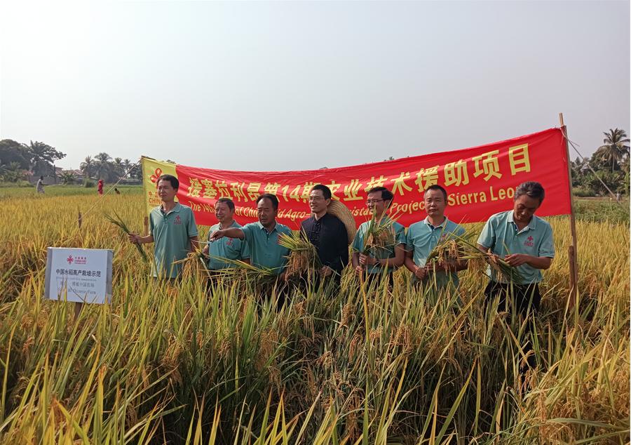 中國駐塞拉利昂大使王擎和援塞農(nóng)業(yè)專家組合影。中國援塞農(nóng)業(yè)專家組供圖