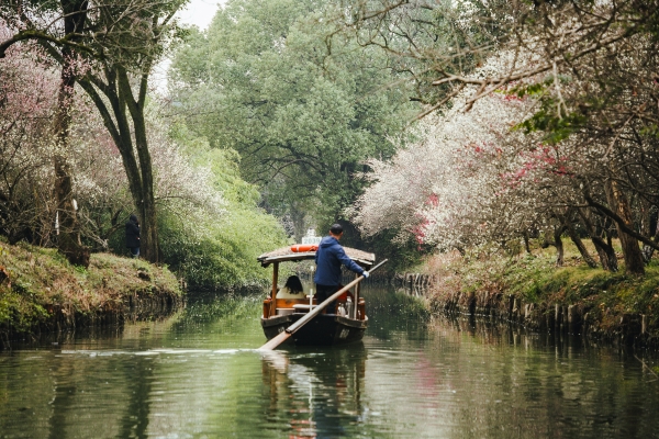 杭州西溪濕地，河岸梅花盛開(kāi)。圖片來(lái)源：視覺(jué)中國(guó)