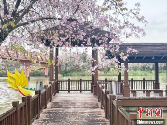 3月7日，廣州海珠國(guó)家濕地公園宮粉紫荊花海吸引游人。中新社記者 許青青 攝