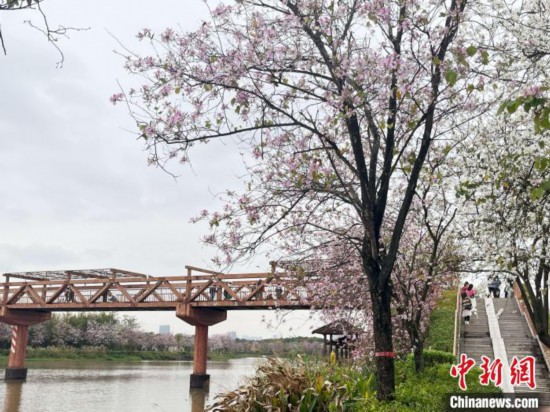 3月7日，廣州海珠國(guó)家濕地公園宮粉紫荊花海吸引游人。中新社記者 許青青 攝