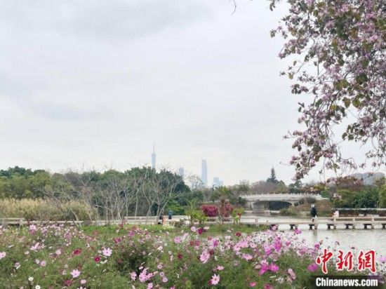 每年三月，廣州海珠國(guó)家濕地公園迎來最具標(biāo)志性的景觀之一——宮粉紫荊花海，公園內(nèi)的石榴崗河沿岸兩側(cè)，數(shù)千株宮粉紫荊綿延3.2公里，粉紅與粉白的花朵交織如云，頗為浪漫。據(jù)悉，宮粉紫荊因其耐濕性強(qiáng)、花期長(zhǎng)的特性，是廣州海珠國(guó)家濕地公園生態(tài)修復(fù)的優(yōu)選樹種。近年來通過科學(xué)管養(yǎng)，花量相較往年明顯增加，盛花期持續(xù)近一個(gè)月時(shí)間，預(yù)計(jì)浪漫景致將延續(xù)至清明前。圖為3月7日，廣州海珠國(guó)家濕地公園宮粉紫荊花海吸引游人。中新社記者 許青青 攝