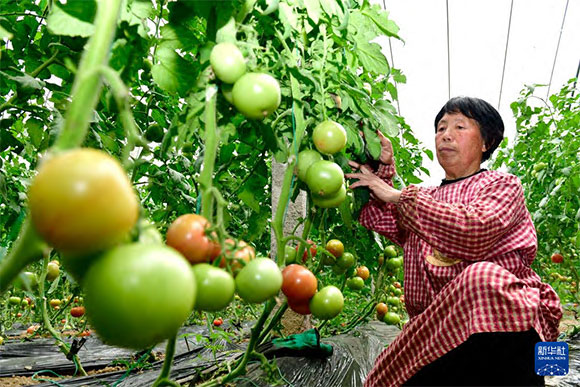 3月13日，在菏澤市鄆城縣張營街道，農(nóng)民在設(shè)施大棚里打理西紅柿。