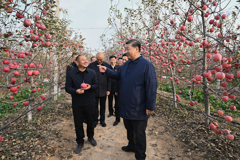 2022年10月26日，習近平總書記在陜西省延安市安塞區(qū)高橋鎮(zhèn)南溝村的蘋果園里同老鄉(xiāng)們親切交流。