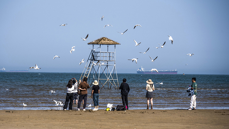 2024年5月12日，河北秦皇島，北戴河鴿子窩公園成群海鷗在天空中自由翱翔，與大海、藍(lán)天構(gòu)成了一幅美麗的畫卷。