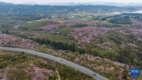 清鎮(zhèn)市紅楓湖鎮(zhèn)右二村旁的道路與花海相映（4月5日攝，無人機(jī)照片）。