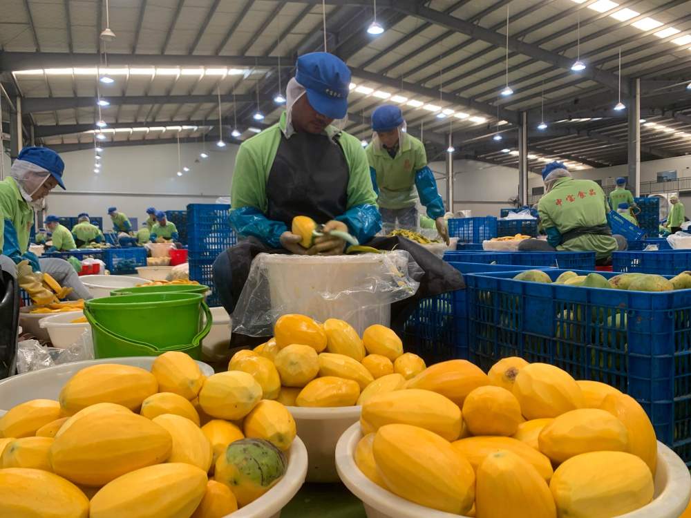 2023年3月7日，工作人員在柬埔寨磅士卑省的中寶（柬埔寨）食品科技有限公司處理芒果。自區(qū)域全面經(jīng)濟(jì)伙伴關(guān)系協(xié)定（RCEP）生效實(shí)施以來(lái)，柬埔寨的農(nóng)產(chǎn)品正在更加便利地進(jìn)入中國(guó)市場(chǎng)。