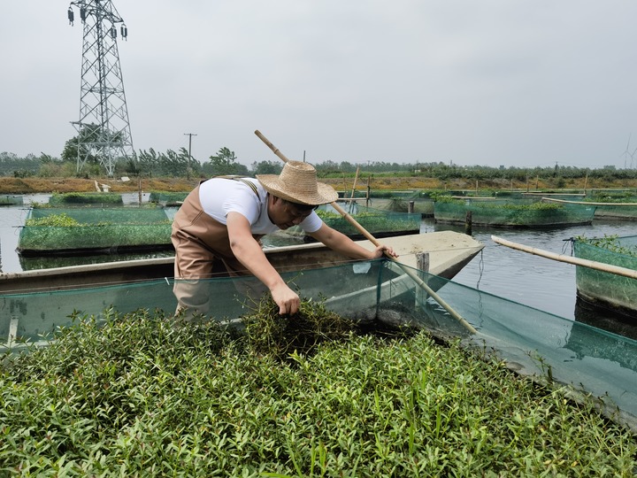 陳樹(shù)在湖北省仙桃市剅河鎮(zhèn)余腦村黃鱔繁育基地觀察黃鱔長(zhǎng)勢(shì)。新華社記者宋立崑 攝