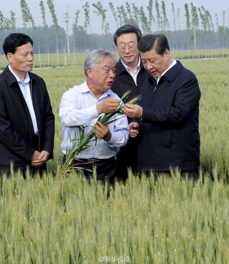 2014年5月，習(xí)近平總書(shū)記在河南省尉氏縣張市鎮(zhèn)高標(biāo)準(zhǔn)糧田察看小麥長(zhǎng)勢(shì)。